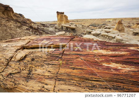 Petrified forest 96771207