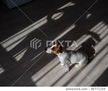 Jack russell terrier dog on the wooden floor. Shade from blinds and fan 96771284