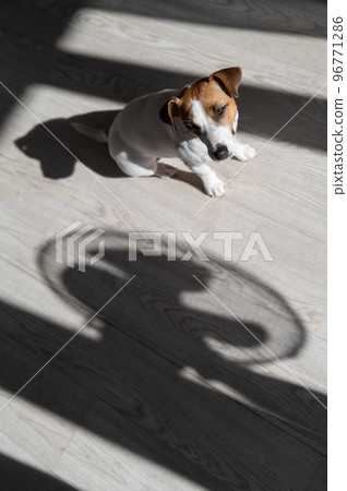 Jack russell terrier dog on the wooden floor. Shade from blinds and fan 96771286