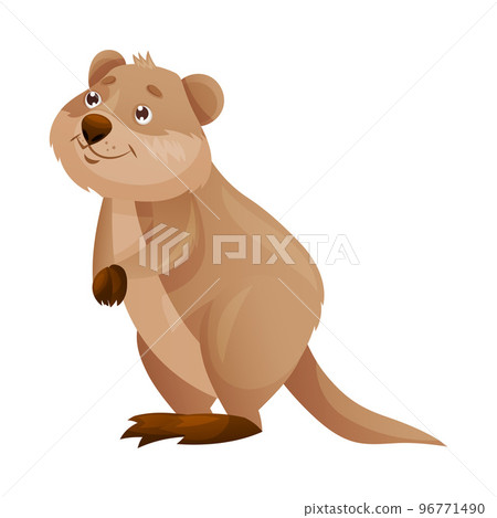 Funny Quokka as Short-tailed Scrub Wallaby with Rounded Ears Standing Vector Illustration 96771490