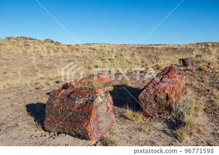 Petrified forest 96771598