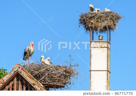 White stork whith chicks on the nest in a village in spring. 96771770