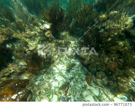 Beautifiul underwater colorful coral reefs 96771873