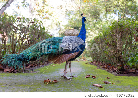 Peacock in a green summer reserve 96772052