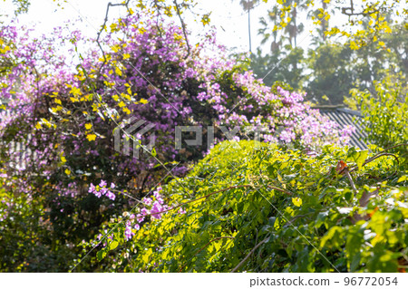 Lilac trees and vines in the summer garden Lilac trees and vines in the summer garden 96772054