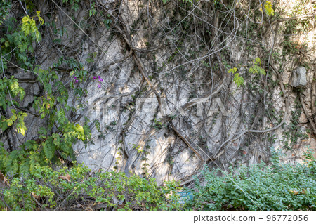 Vine wraps around a stone in the garden Vine wraps around a stone in the garden 96772056