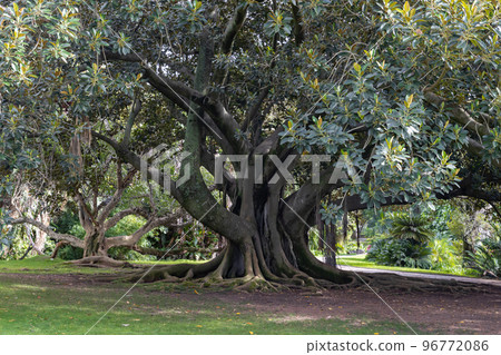Massive roots of a tree moreton bay fig Massive roots of a tree moreton bay fig 96772086