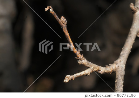 駝鹿的幼蟲(底部) 駝鹿的幼蟲(底部) 96772196