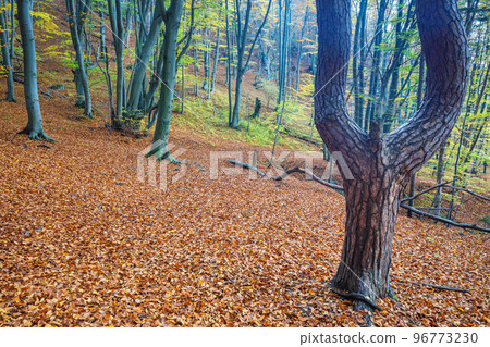 A forest of deciduous trees in the autumn season. A forest of deciduous trees in the autumn season. 96773230