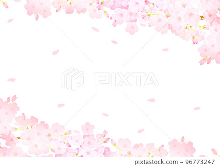Spring white back frame background material with cute pink cherry blossoms and petals 96773247