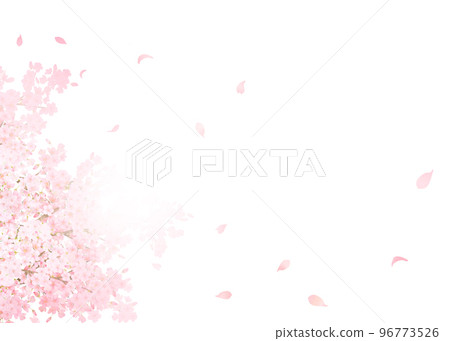 盛開的美麗艷麗的淺粉色櫻花-落花瓣春天白背框背景素材 96773526