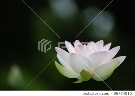 light and shadow..lotus 96774010