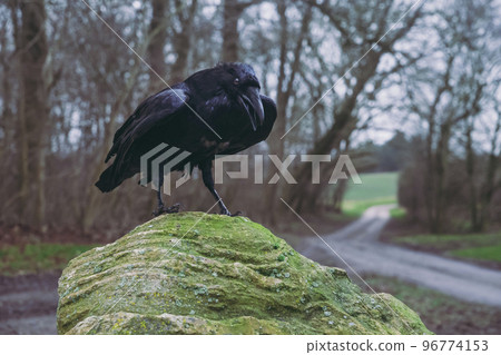Raven on a boulder on crossroads in the evening forest Raven on a boulder on crossroads in the evening forest 96774153