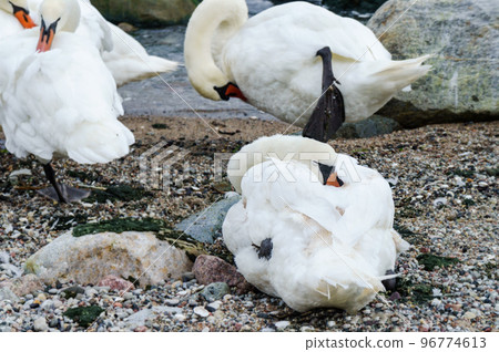 Swans on the sea. Stony seashore. Swans on the rocky shore. Swans on the sea. Stony seashore. Swans on the rocky shore. 96774613