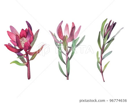 Set of watercolor illustrations of protea flowers and leaves without background. 96774636