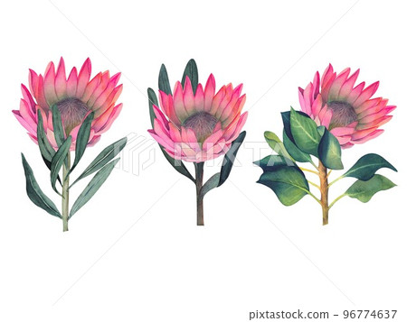 Set of watercolor illustrations of protea flowers and leaves without background. 96774637