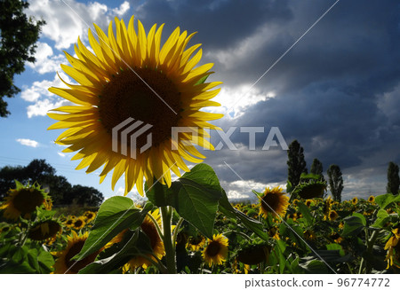 Hard seeds of sunflower plant on the field at sunrise 96774772
