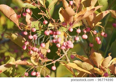 Pink-colored "Mayumi fruit" October 2022 96774890
