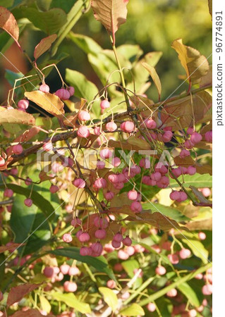 Pink-colored "Mayumi fruit" October 2022 Pink-colored "Mayumi fruit" October 2022 96774891