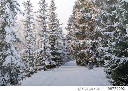 Beautiful winter landscape with fir trees covered with snow. Horizontal video 96774992