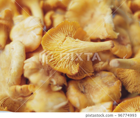 Close-up texture of mushrooms of the chanterelle family. Beautiful bright background for your projects 96774993