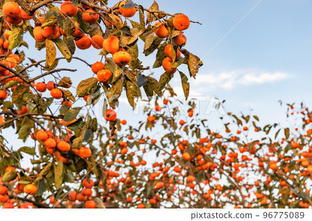 Well-ripened delicious-looking persimmon fruit 96775089