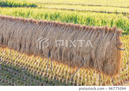 Ears of rice drying naturally on harvested dumbo 96775094