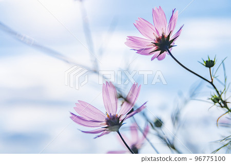 Cosmos and blue sky in beautiful colors Cosmos and blue sky in beautiful colors 96775100