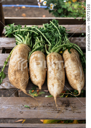 Fresh radishes sold with dirt and leaves attached Fresh radishes sold with dirt and leaves attached 96775108