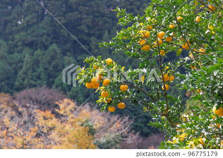 一棵種植在山上的美味柑橘樹 96775179