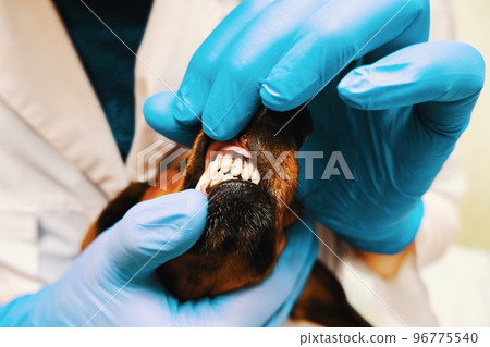 The veterinarian examines the dog's teeth. Dog's mouth and hands of a veterinarian in gloves close up 96775540