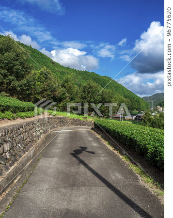 The shadow of the tea plantation and the giant electric fan 96775620