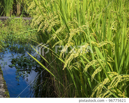 Rice straw 96775621