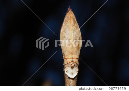 Hydrangea leaf marks and winter buds 96775659