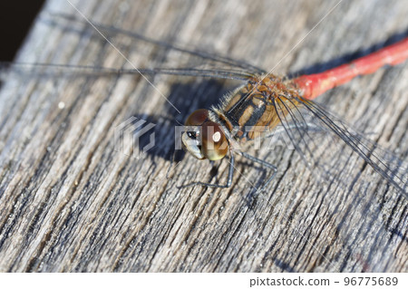 Himekane Himekane 96775689