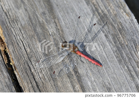 Himekane Himekane 96775706