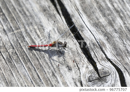 Himekane Himekane 96775707