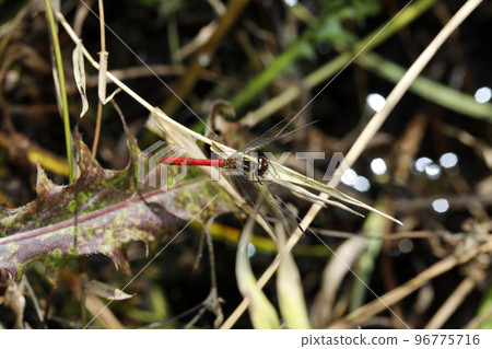 Himekane Himekane 96775716