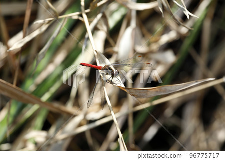 Himeakane Himeakane 96775717