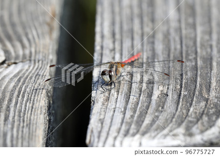 Himekane Himekane 96775727