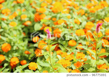 Flowers of Keito 96775891
