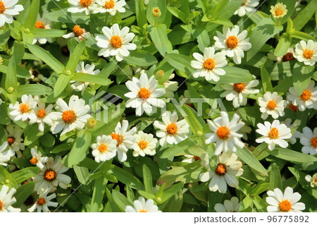 百日草花 96775892