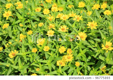 百日草花 百日草花 96775893