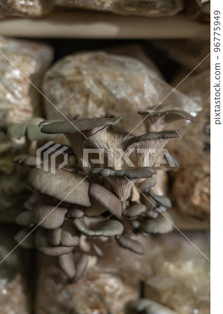 oyster mushrooms grow on mushrooms farm 96775949