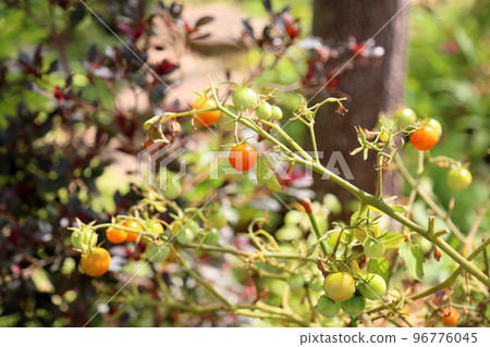 Mini Tomato Fruit Cherry Tomato Mini Tomato Fruit Cherry Tomato 96776045