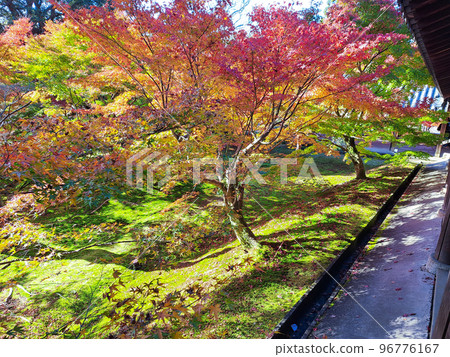 Moss garden and autumn leaves 96776167