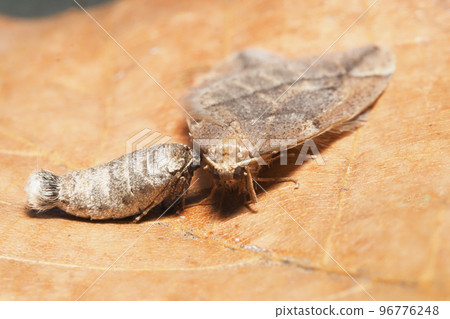 Usva Huyushak (Pair) 96776248