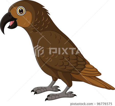 Cartoon Kaka Bush Parrot on White Background Cartoon Kaka Bush Parrot on White Background 96776575