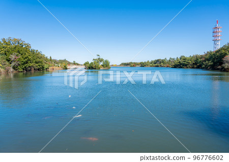 三重縣鈴鹿市 Dohaku 池塘和秋季鈴鹿青年森林中的鯉魚 96776602