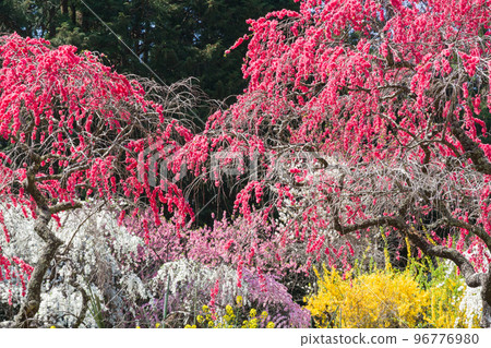 Weeping peach blossoms in full bloom 96776980